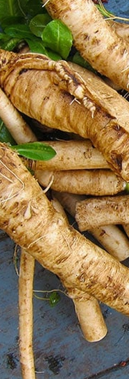 Prebiotics