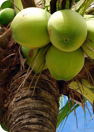 Coconut Water