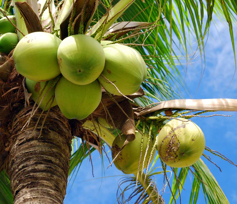 Coconut Water Powder